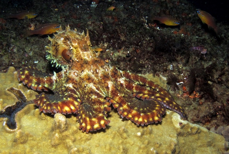 Octopus at Pona do Ouro, Mozambique