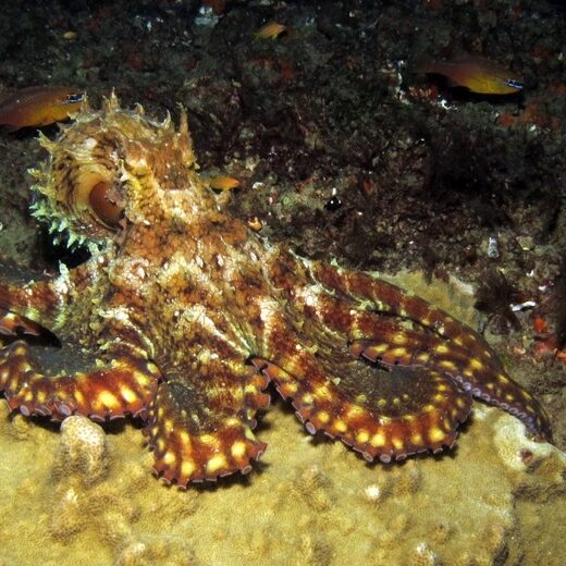 Octopus at Pona do Ouro, Mozambique